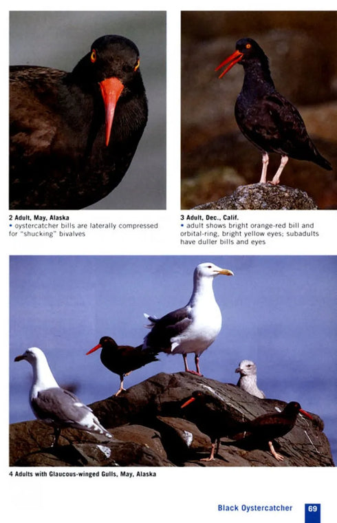 Shorebird Guide - GB versio - O’Brien,M. 2007